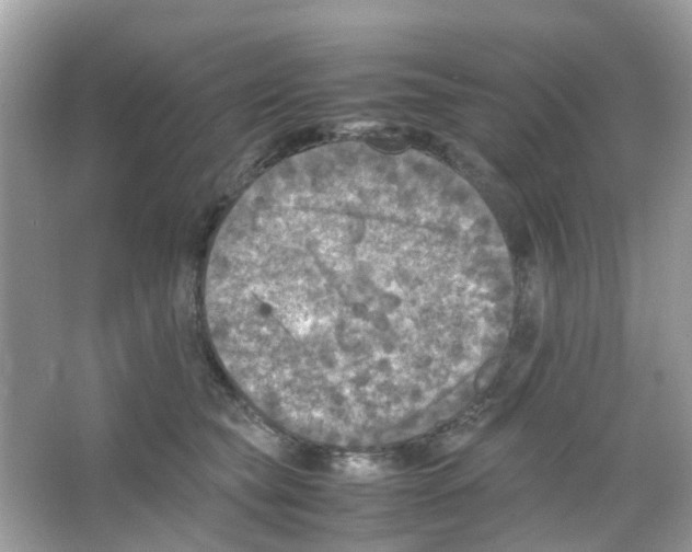 X0000065980565200603311908