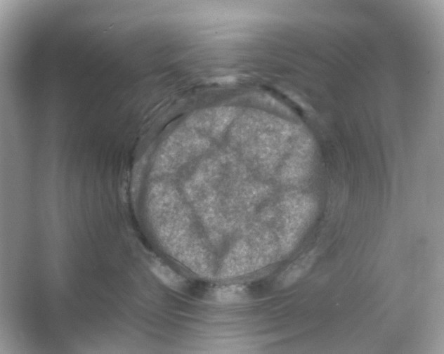 X0000065980576200603311908