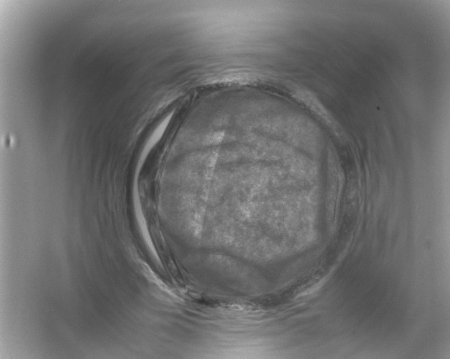 X0000065980585200603311907