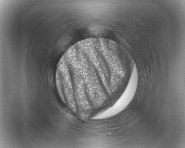 X0000065980615200603311906