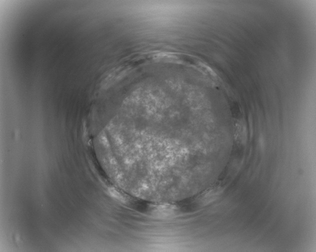 X0000065980621200603311906