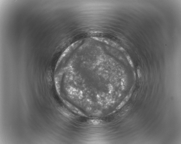 X0000065980654200603311906