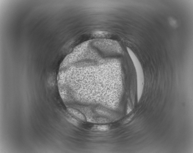 X0000065980665200603311906