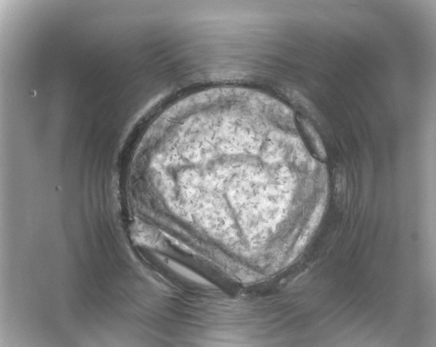 X0000065980684200603311905