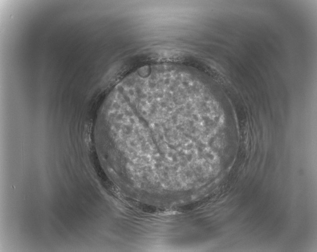 X0000065980695200603311905