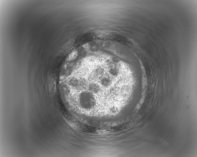 X0000065980703200603311905