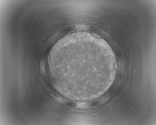 X0000065980705200603311905