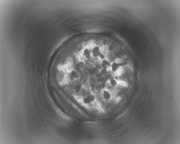 X0000065980725200603311904