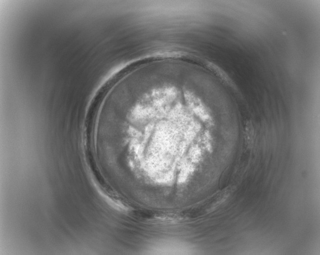 X0000065980726200603311904