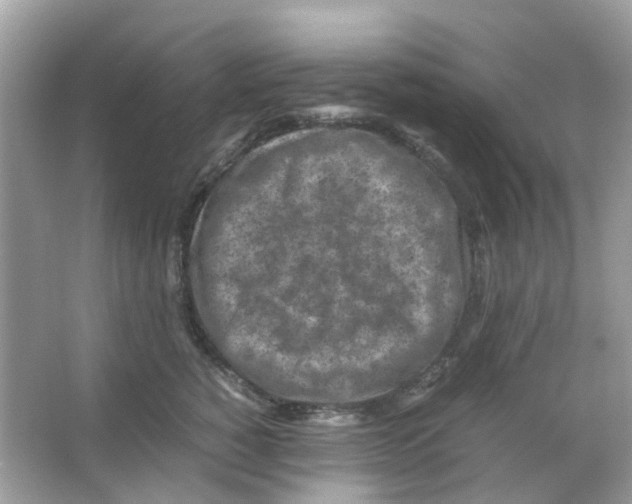 X0000065980760200603311904