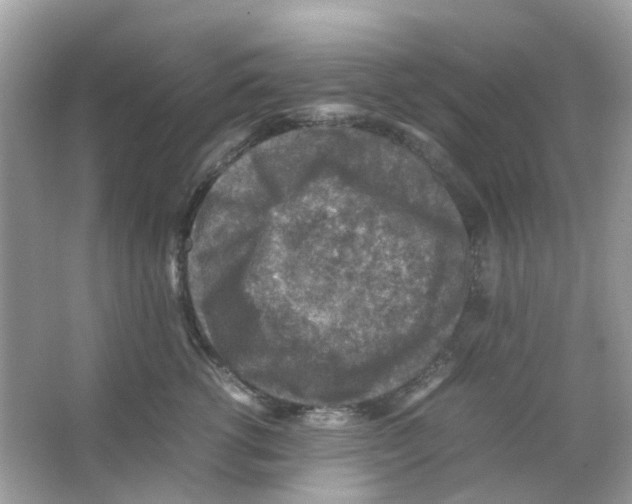 X0000065980762200603311904