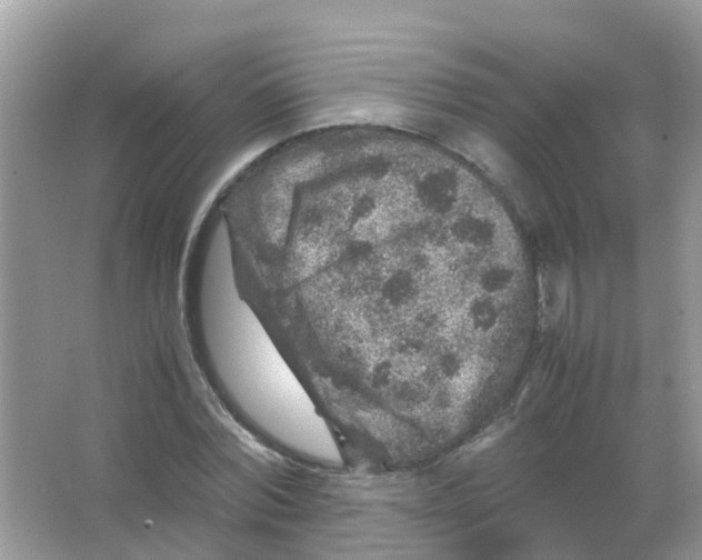 X0000065980780200603311903