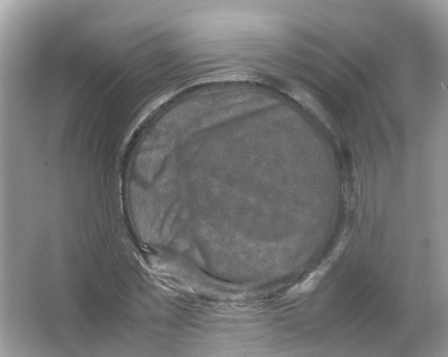 X0000065980781200603311903