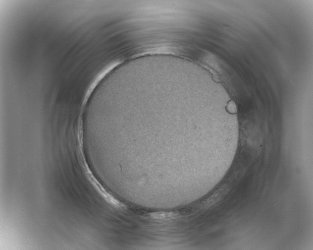 X0000065980804200603311903