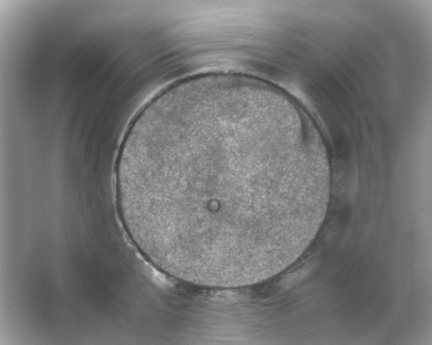 X0000065980807200603311903