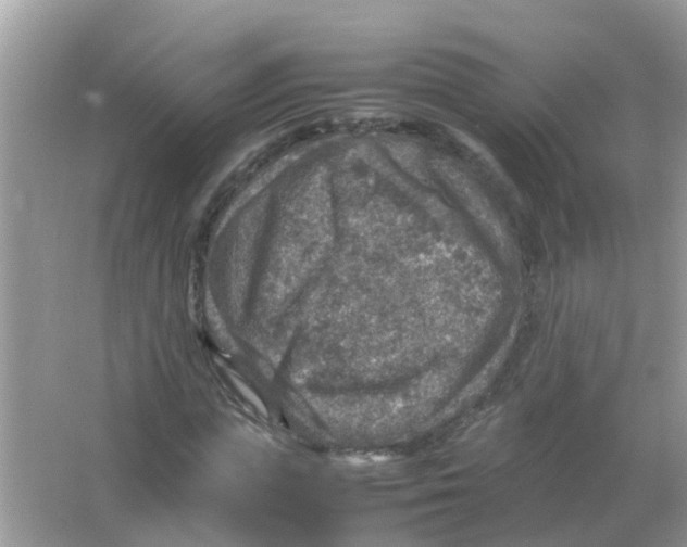 X0000065980823200603311902