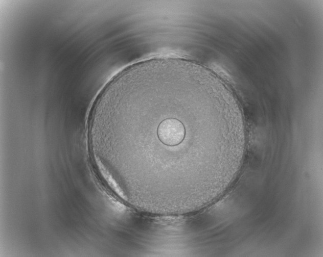 X0000065980836200603311902