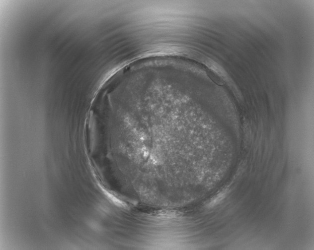 X0000065980842200603311902