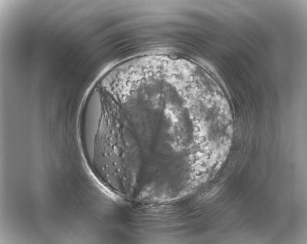 X0000065980851200603311903