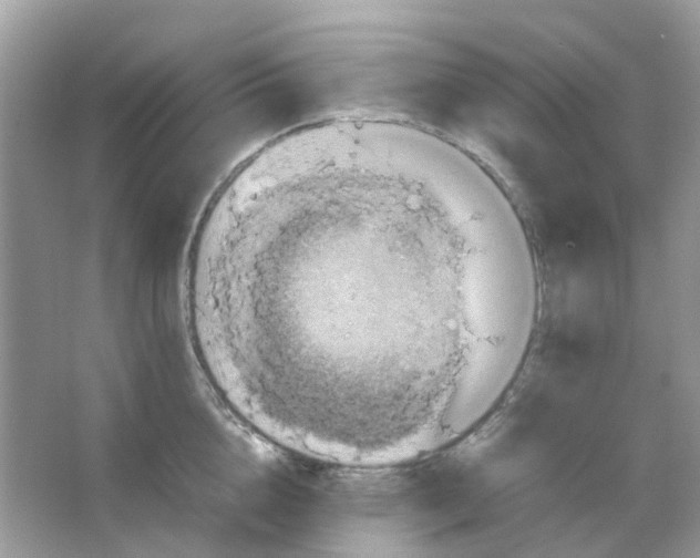 X0000065980856200603311903