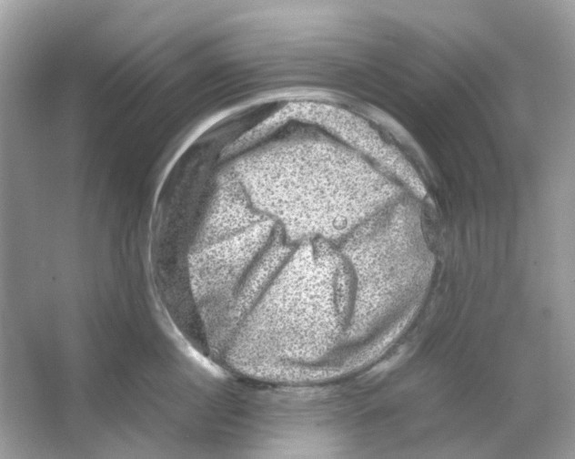 X0000065980860200603311903