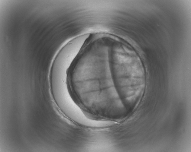 X0000065980864200603311903