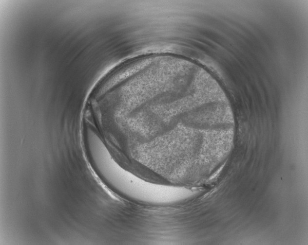 X0000065980894200603311902