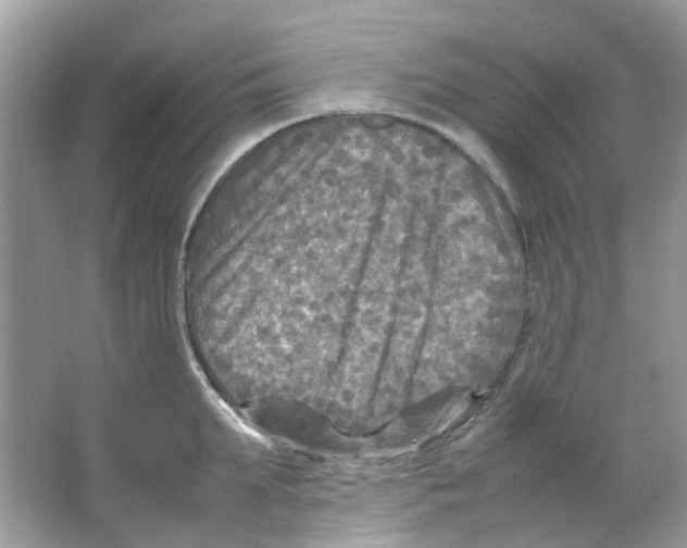 X0000065980903200603311901