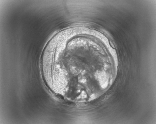 X0000065980907200603311901