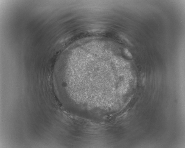 X0000065980917200603311900