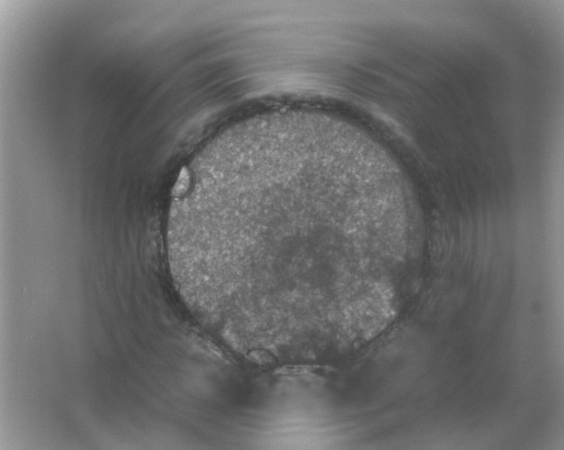 X0000065980918200603311900