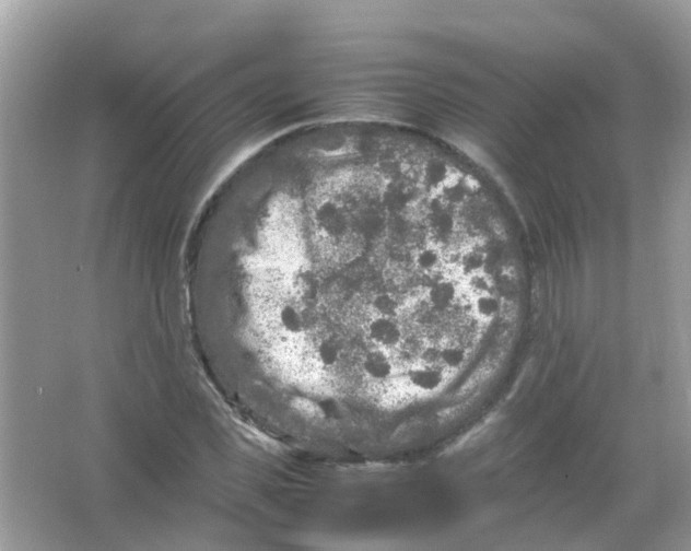 X0000065980925200603311901