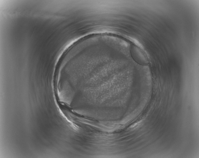 X0000065980943200603311901