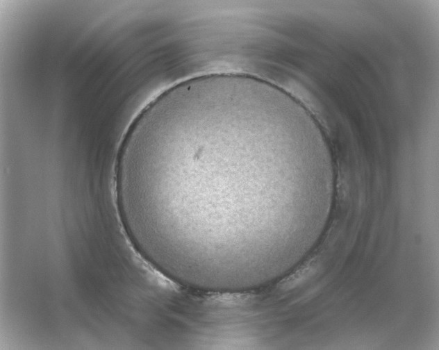 X0000065980950200603311901