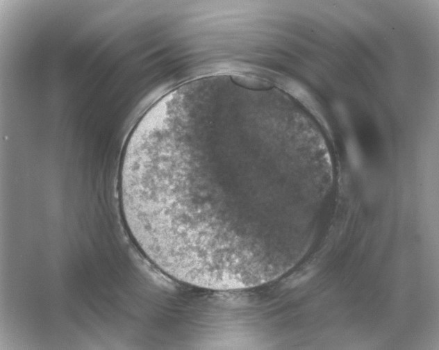 X0000065980954200603311901