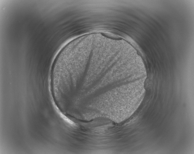 X0000065980955200603311901