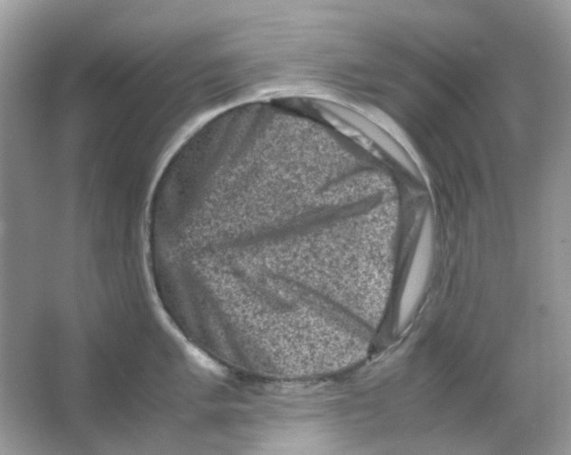 X0000065981005200603311900