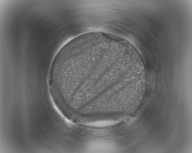 X0000065981007200603311900