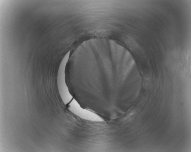 X0000065981010200603311859