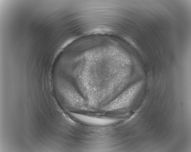 X0000065981018200603311859