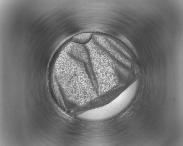 X0000065981020200603311859