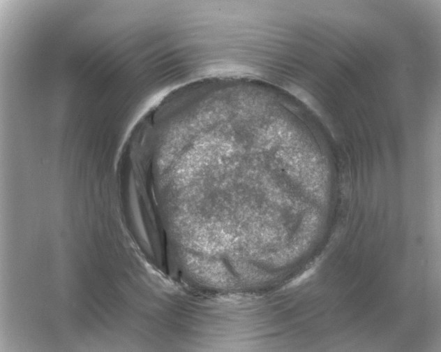 X0000065981022200603311859