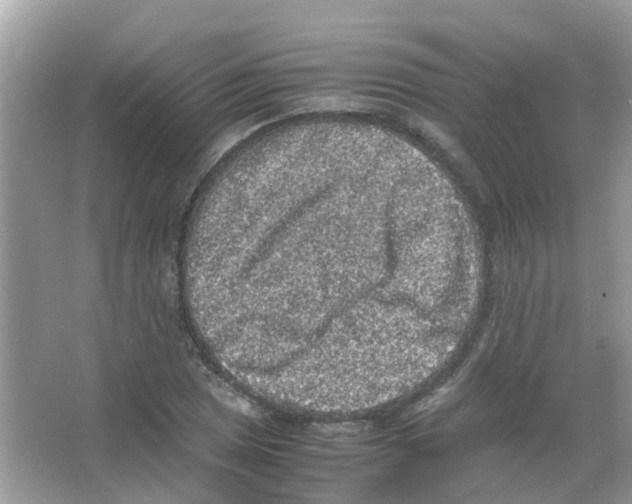 X0000065981025200603311859