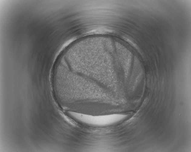 X0000065981026200603311859