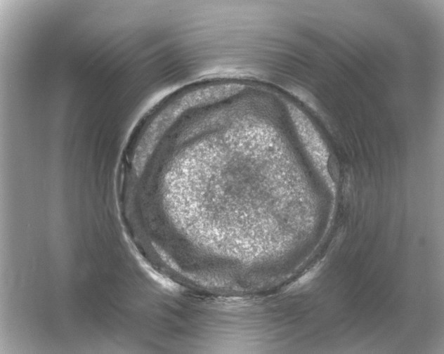 X0000065981030200603311859