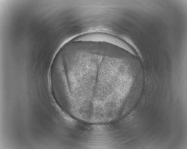 X0000065981032200603311859