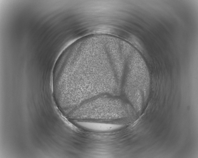 X0000065981036200603311859