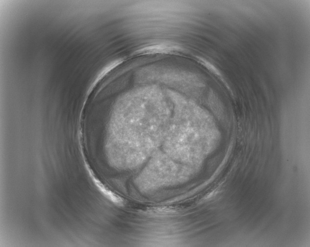 X0000065981042200603311859