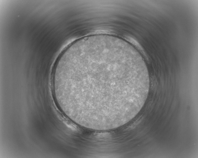 X0000065981043200603311859