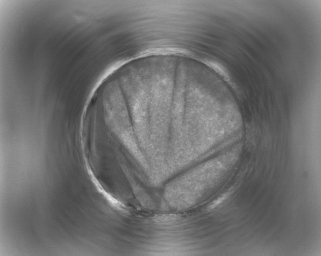 X0000065981046200603311859